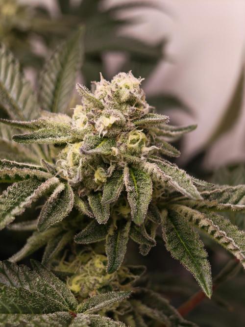 Last Dance-Crimson Clay - Wizard Trees. Week 5 - 09.04.26