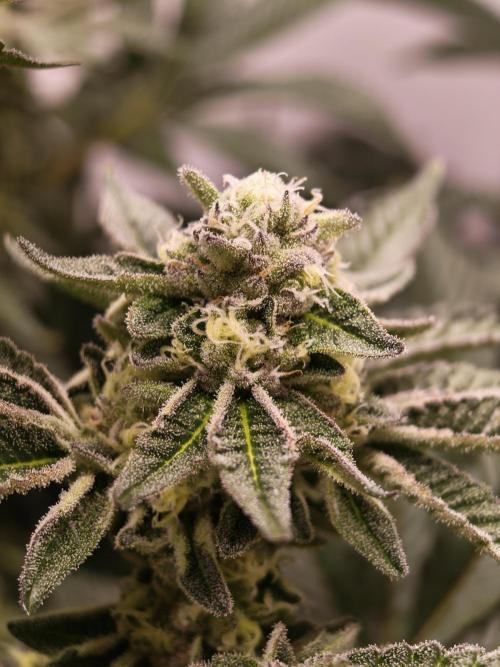 Last Dance-Crimson Clay - Wizard Trees. Week 5 - 09.04.26
