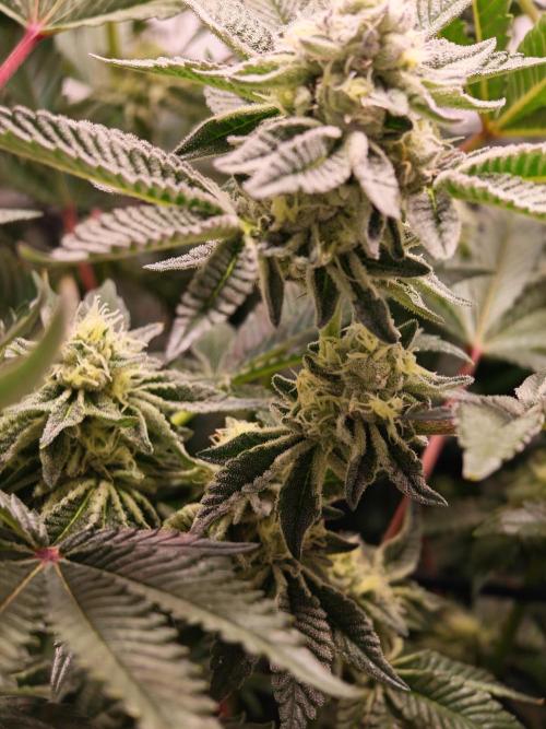 Last Dance-Crimson Clay - Wizard Trees. Week 5 - 09.04.26