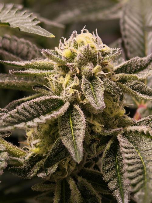 Last Dance-Crimson Clay - Wizard Trees. Week 5 - 09.04.26