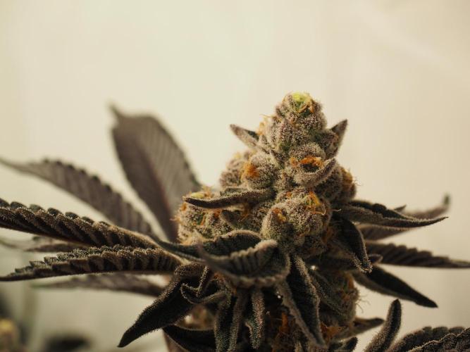 Last Dance-Crimson Clay - Wizard Trees. Week 8 - 26.04.26