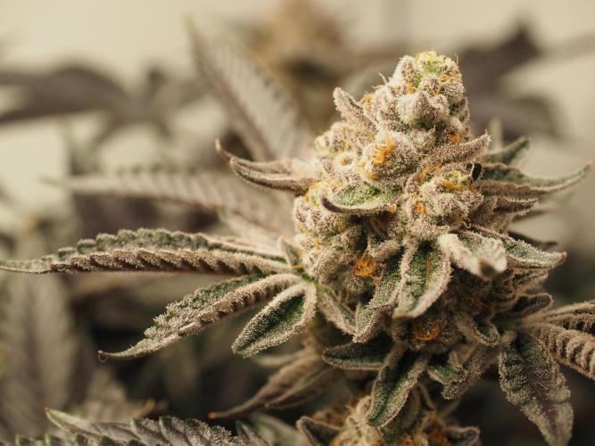 Last Dance-Crimson Clay - Wizard Trees. Week 8 - 26.04.26