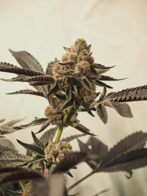 Last Dance-Crimson Clay - Wizard Trees. Week 8 - 26.04.26