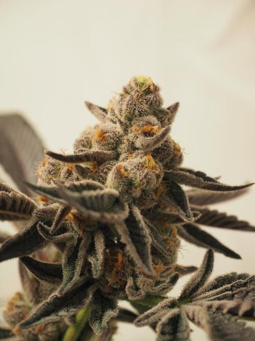 Last Dance-Crimson Clay - Wizard Trees. Week 8 - 26.04.26