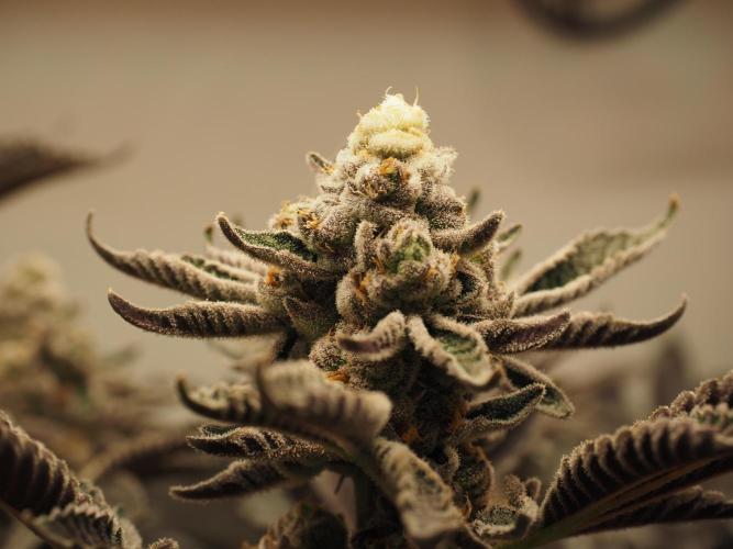 Last Dance-Crimson Clay - Wizard Trees. Week 8 - 26.04.26