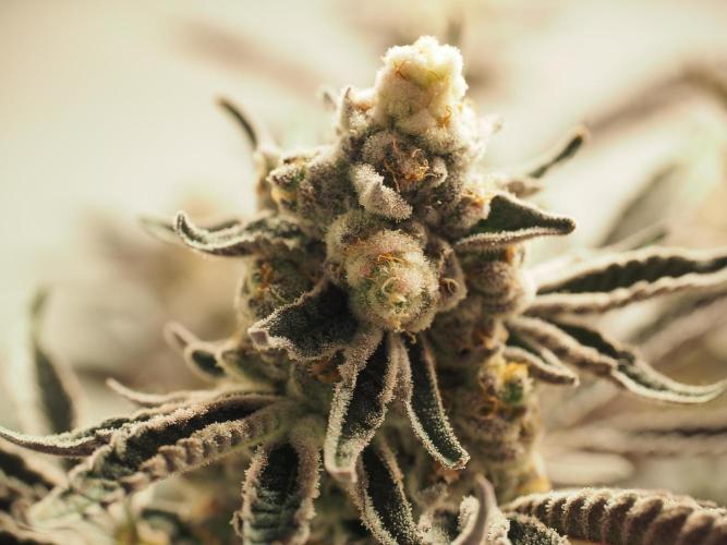 Last Dance-Crimson Clay - Wizard Trees. Week 8 - 26.04.26