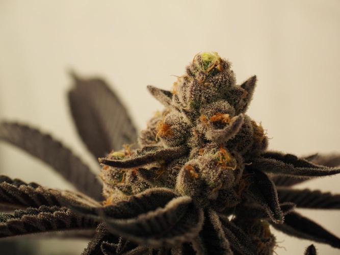 Last Dance-Crimson Clay - Wizard Trees. Week 8 - 26.04.26