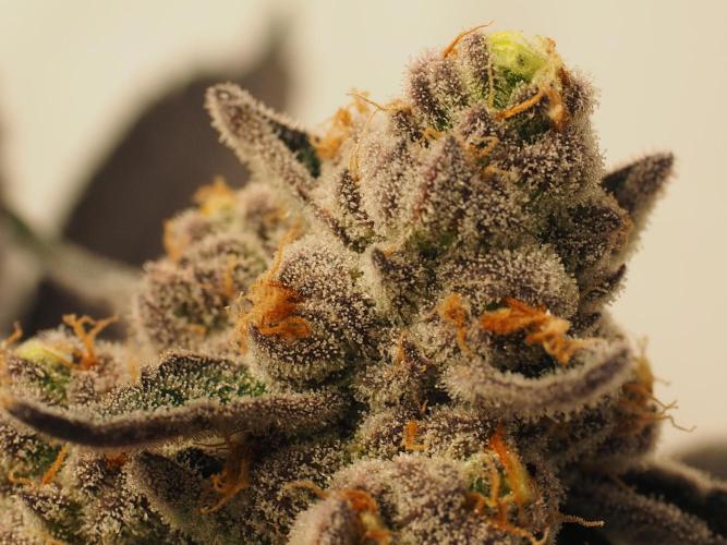 Last Dance-Crimson Clay - Wizard Trees. Week 8 - 26.04.26
