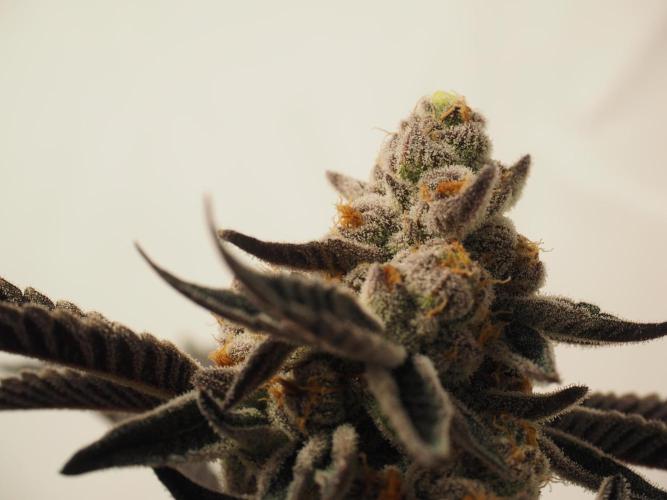 Last Dance-Crimson Clay - Wizard Trees. Week 8 - 28.04.26