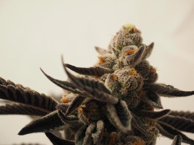Last Dance-Crimson Clay - Wizard Trees. Week 8 - 28.04.26