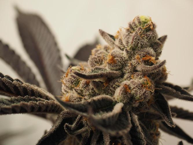 Last Dance-Crimson Clay - Wizard Trees. Week 8 - 28.04.26