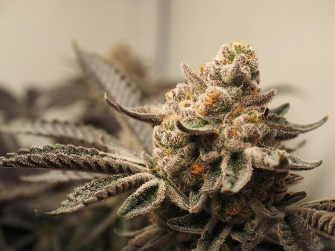 Last Dance-Crimson Clay - Wizard Trees. Week 8 - 28.04.26