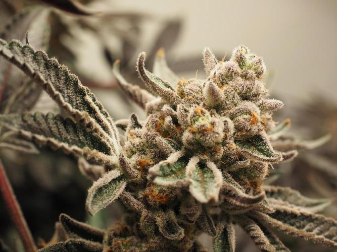 Last Dance-Crimson Clay - Wizard Trees. Week 8 - 28.04.26