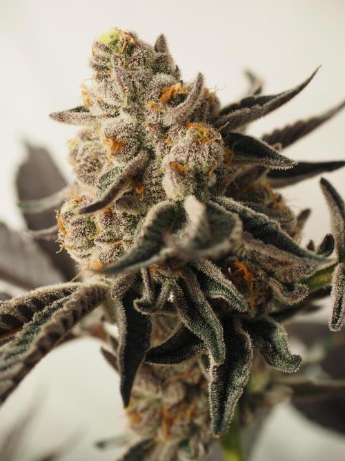 Last Dance-Crimson Clay - Wizard Trees. Week 8 - 28.04.26