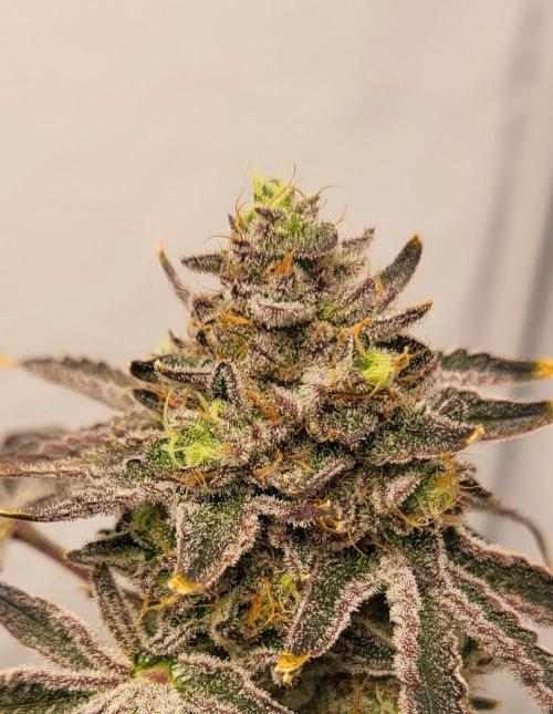 Sherbzooka - Pheno #3 - Wizard Trees. Week 14 - Front