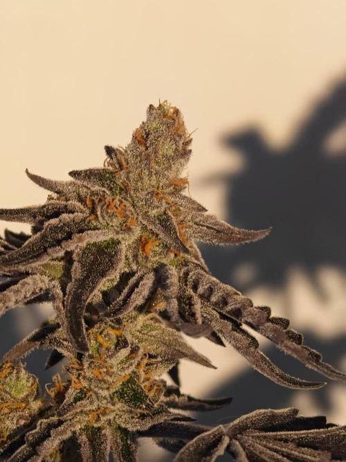 Sherbzooka-Apple Wood Pie - Wizard Trees. Week 9 - Font