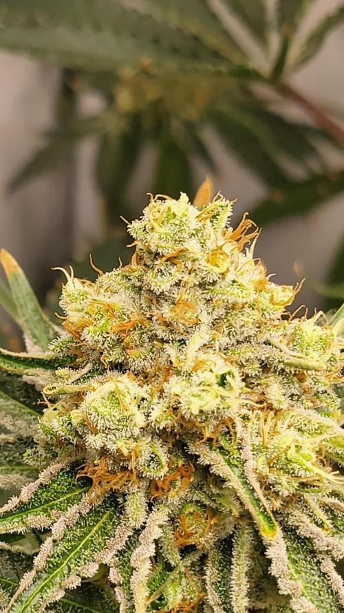 Sherbzooka. Week 13