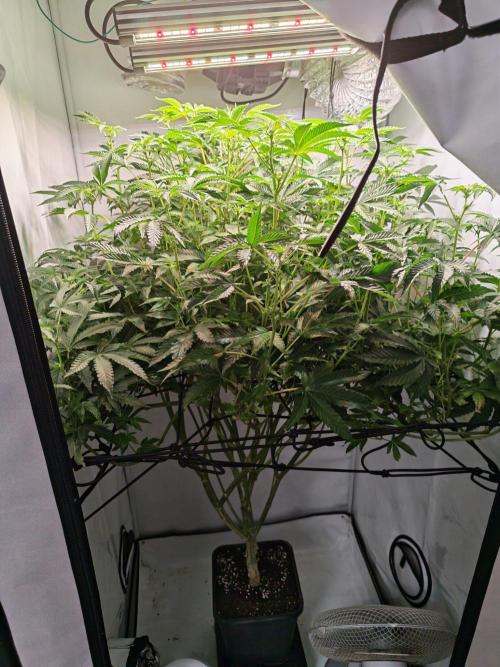Last Dance - Crimson Clay (Wizard Tress). Week 2 - 04.08.26