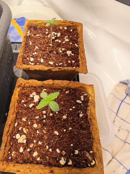 Black Light (Pheno Hunt) Wizard Trees. Week 1 - 01.08.26