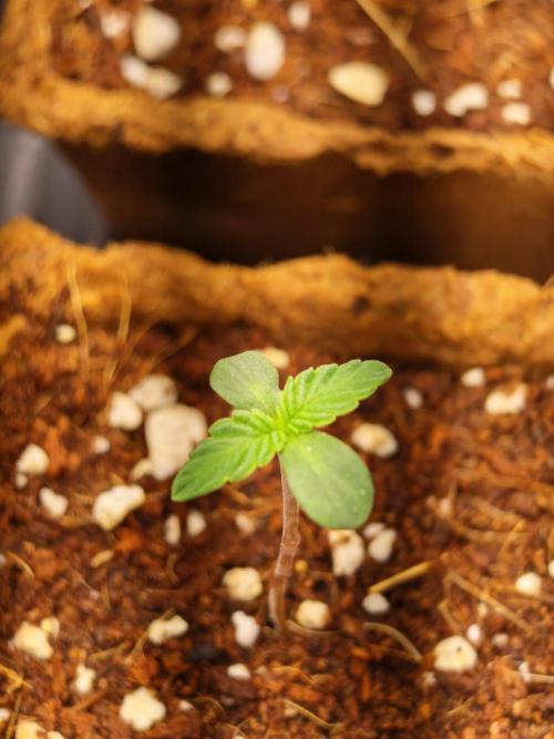 Black Light (Pheno Hunt) Wizard Trees. Week 1 - 01.08.26 #1