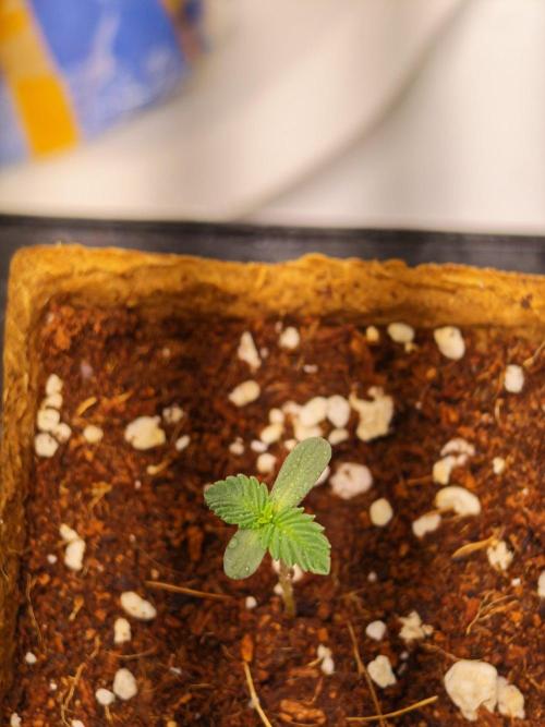 Black Light (Pheno Hunt) Wizard Trees. Week 1 - 01.08.26 #2