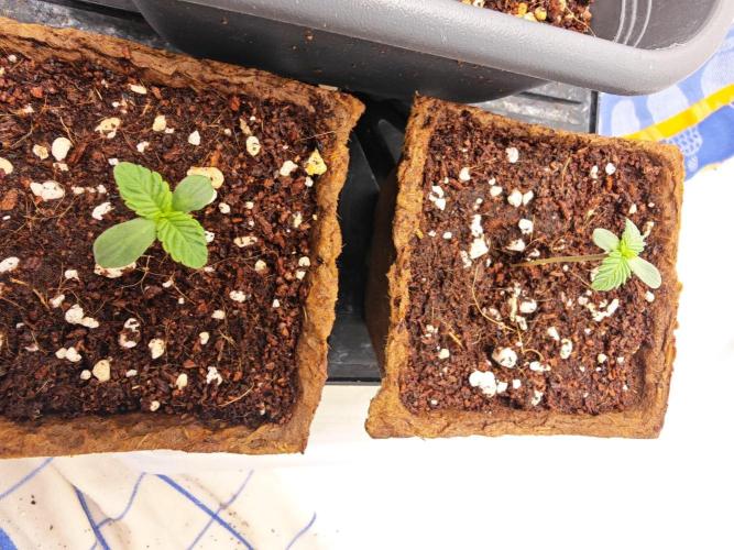 Black Light (Pheno Hunt) Wizard Trees. Week 1 - 02.08.26