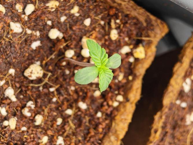 Black Light (Pheno Hunt) Wizard Trees. Week 1 - 02.08.26 #1