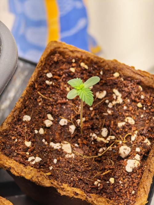 Black Light (Pheno Hunt) Wizard Trees. Week 1 - 02.08.26 #2