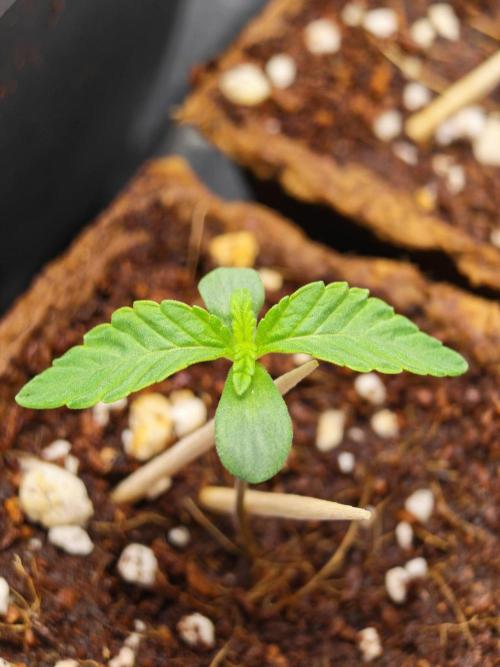 Black Light (Pheno Hunt) Wizard Trees. Week 1 - 04.08.26 #1