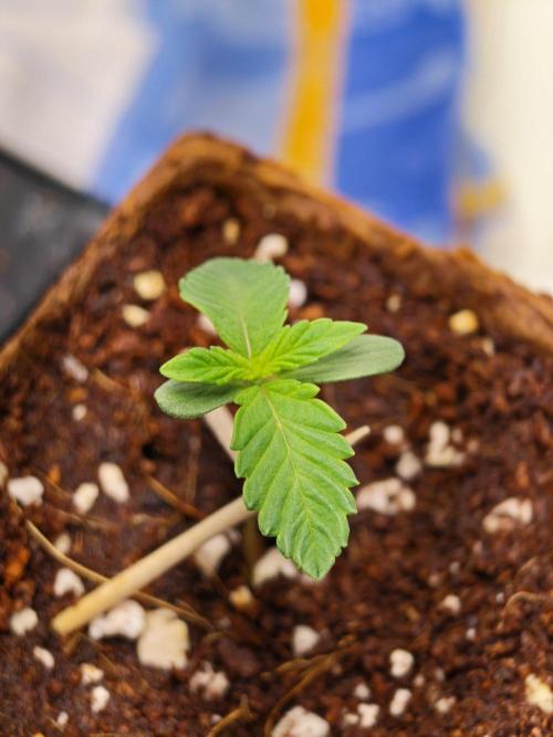 Black Light (Pheno Hunt) Wizard Trees. Week 1 - 04.08.26 #2