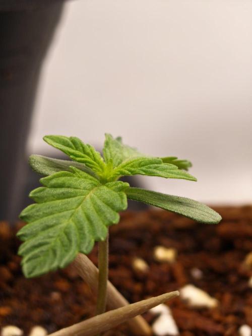 Black Light (Pheno Hunt) Wizard Trees. Week 1 - 04.08.26 #2