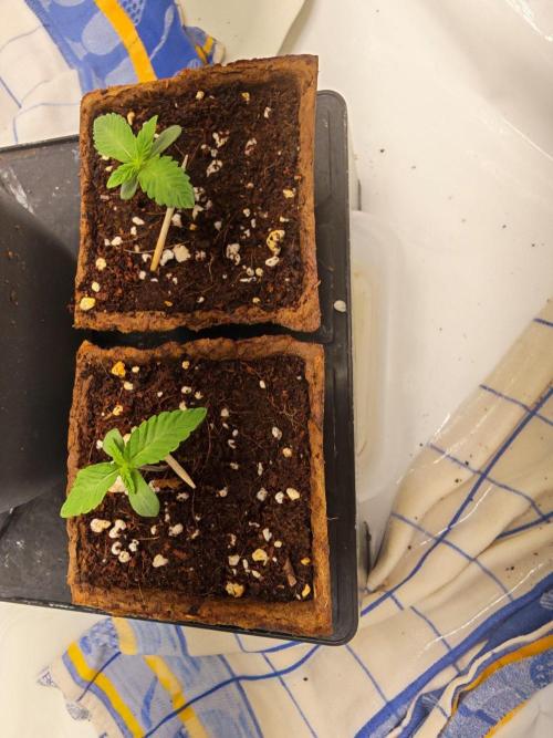Black Light (Pheno Hunt) Wizard Trees. Week 1 - 04.08.26
