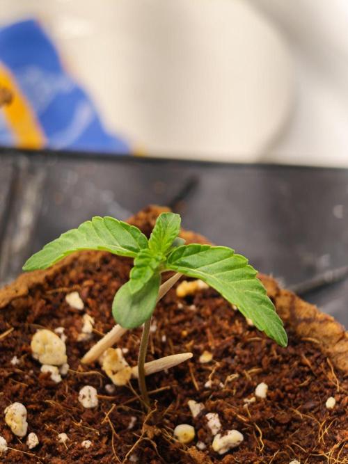 Black Light (Pheno Hunt) Wizard Trees. Week 1 - 05.08.26 #1