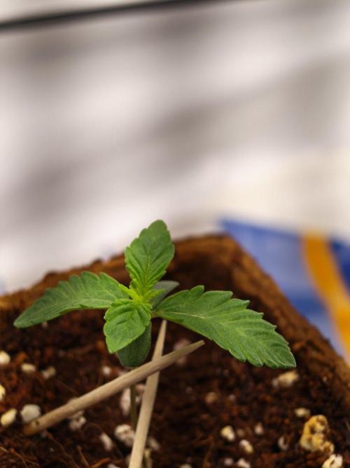Black Light (Pheno Hunt) Wizard Trees. Week 1 - 05.08.26 #2
