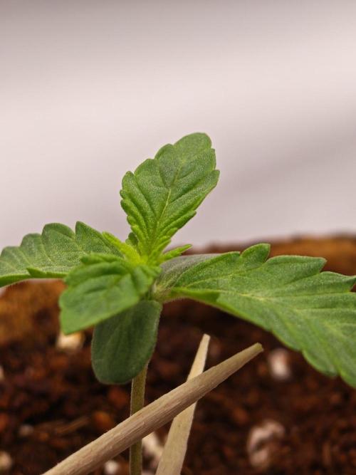 Black Light (Pheno Hunt) Wizard Trees. Week 1 - 05.08.26 #2