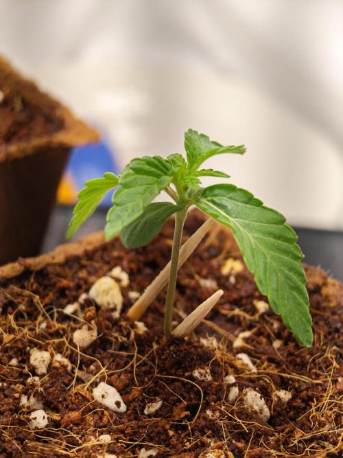 Black Light (Pheno Hunt) Wizard Trees. Week 1 - 06.08.26 #1