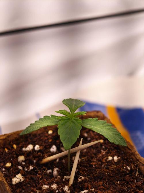 Black Light (Pheno Hunt) Wizard Trees. Week 1 - 06.08.26 #2