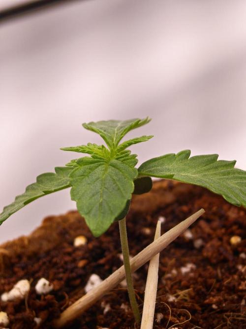 Black Light (Pheno Hunt) Wizard Trees. Week 1 - 06.08.26 #2