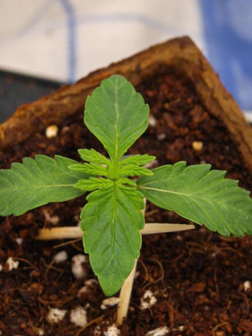 Black Light (Pheno Hunt) Wizard Trees. Week 1 - 06.08.26 #2