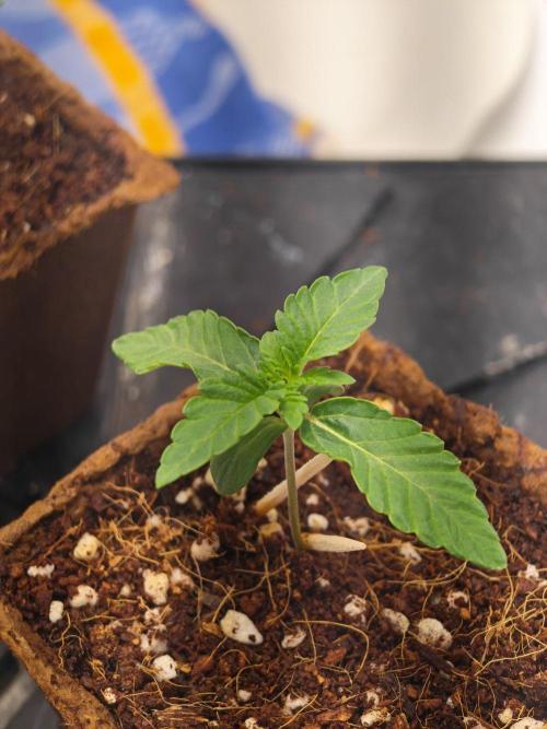 Black Light (Pheno Hunt) Wizard Trees. Week 1 - 06.08.26 #1