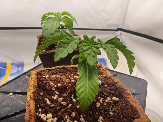 Black Light (Pheno Hunt) Wizard Trees. Week 2 - 09.08.26