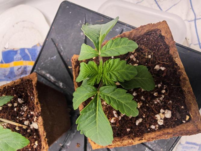 Black Light (Pheno Hunt) Wizard Trees. Week 2 - 09.08.26 #2