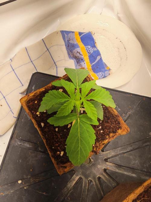 Black Light (Pheno Hunt) Wizard Trees. Week 2 - 09.08.26 #1