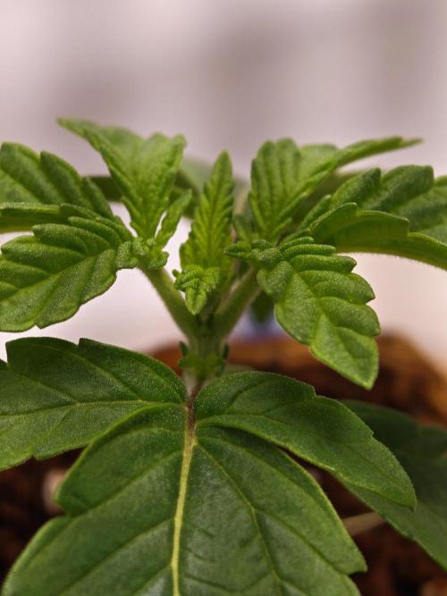 Black Light (Pheno Hunt) Wizard Trees. Week 2 - 09.08.26 #1