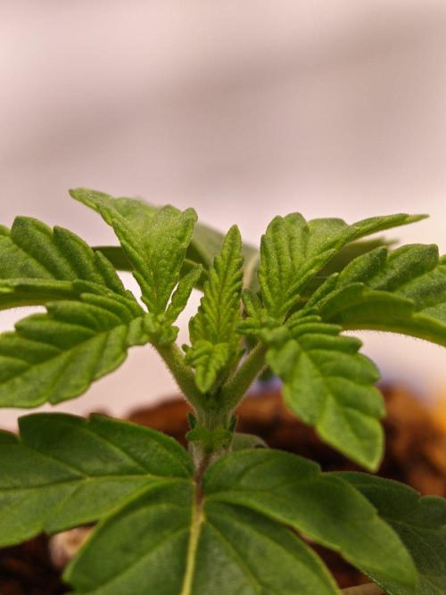 Black Light (Pheno Hunt) Wizard Trees. Week 2 - 09.08.26 #1
