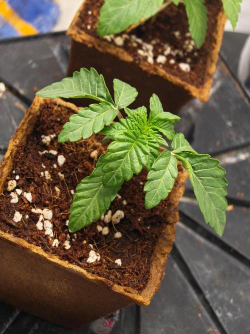 Black Light (Pheno Hunt) Wizard Trees. Week 2 - 10.08.26 #2