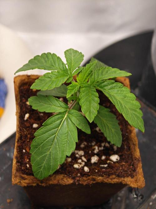 Black Light (Pheno Hunt) Wizard Trees. Week 2 - 10.08.26 #1