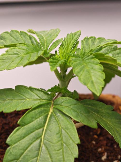 Black Light (Pheno Hunt) Wizard Trees. Week 2 - 10.08.26 #1