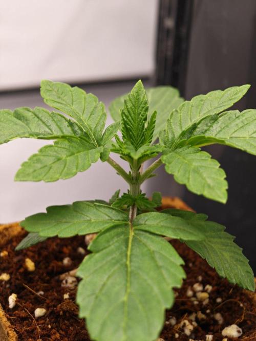 Black Light (Pheno Hunt) Wizard Trees. Week 2 - 10.08.26 #1