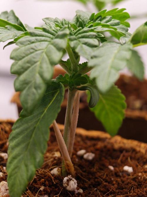Black Light (Pheno Hunt) Wizard Trees. Week 2 - 10.08.26